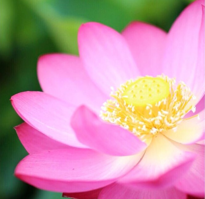 lotus